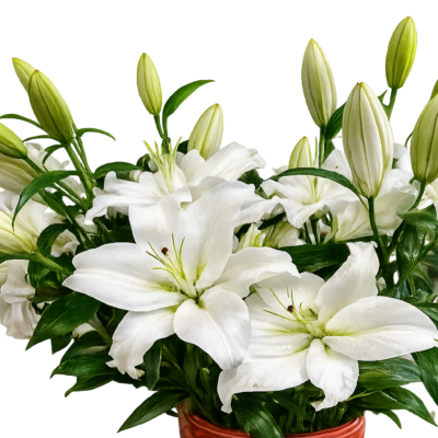 Premium White Lily Bouquet – Fresh White Lilies with Green Foliage
