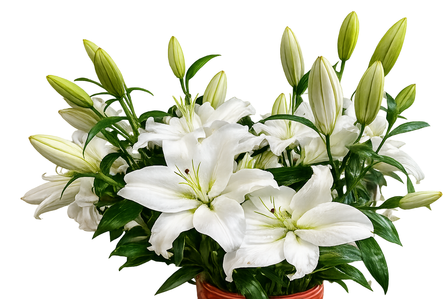 Premium White Lily Bouquet – Fresh White Lilies with Green Foliage